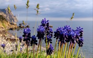 Preview wallpaper flowers, buds, water, nature