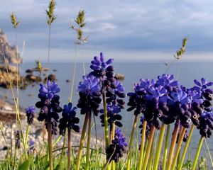 Preview wallpaper flowers, buds, water, nature