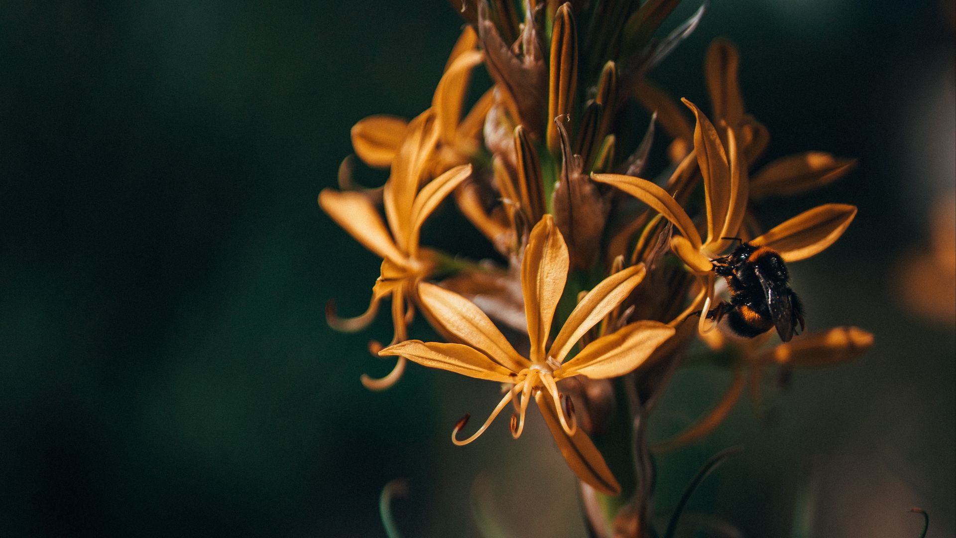 Download wallpaper 1920x1080 flowers, bumblebee, insect, macro, closeup