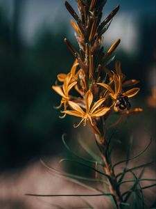 Preview wallpaper flowers, bumblebee, insect, macro, closeup