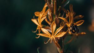 Preview wallpaper flowers, bumblebee, insect, macro, closeup