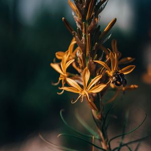 Preview wallpaper flowers, bumblebee, insect, macro, closeup