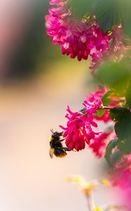 Preview wallpaper flowers, bumblebee, pollen, macro