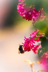 Preview wallpaper flowers, bumblebee, pollen, macro