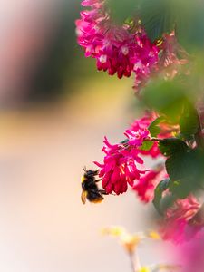 Preview wallpaper flowers, bumblebee, pollen, macro