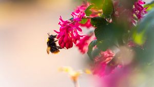 Preview wallpaper flowers, bumblebee, pollen, macro