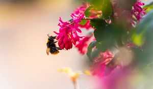 Preview wallpaper flowers, bumblebee, pollen, macro