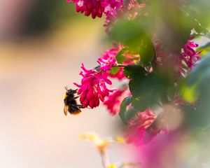 Preview wallpaper flowers, bumblebee, pollen, macro