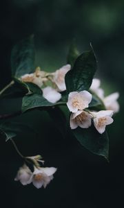 Preview wallpaper flowers, bush, bloom, spring