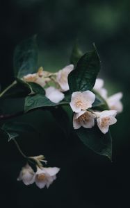 Preview wallpaper flowers, bush, bloom, spring