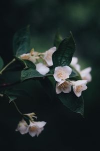 Preview wallpaper flowers, bush, bloom, spring