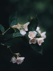 Preview wallpaper flowers, bush, bloom, spring