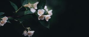 Preview wallpaper flowers, bush, bloom, spring