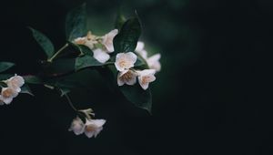 Preview wallpaper flowers, bush, bloom, spring