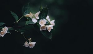 Preview wallpaper flowers, bush, bloom, spring