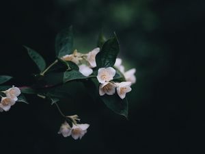 Preview wallpaper flowers, bush, bloom, spring