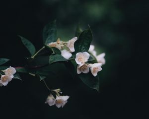 Preview wallpaper flowers, bush, bloom, spring