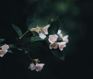 Preview wallpaper flowers, bush, bloom, spring