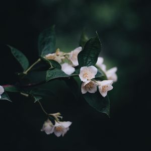 Preview wallpaper flowers, bush, bloom, spring
