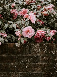 Preview wallpaper flowers, bush, bloom, wall