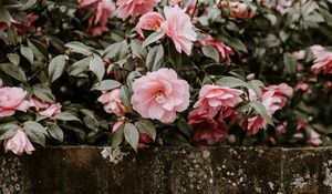 Preview wallpaper flowers, bush, bloom, wall
