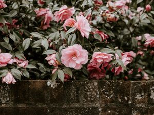Preview wallpaper flowers, bush, bloom, wall