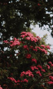 Preview wallpaper flowers, bush, bloom, pink