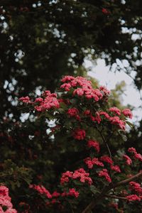 Preview wallpaper flowers, bush, bloom, pink