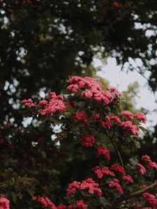 Preview wallpaper flowers, bush, bloom, pink