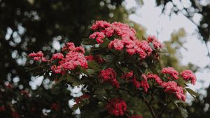 Preview wallpaper flowers, bush, bloom, pink