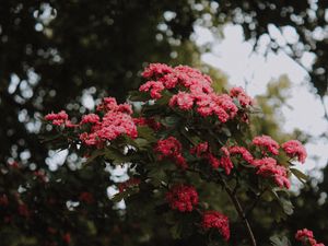 Preview wallpaper flowers, bush, bloom, pink