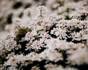 Preview wallpaper flowers, bush, blossom