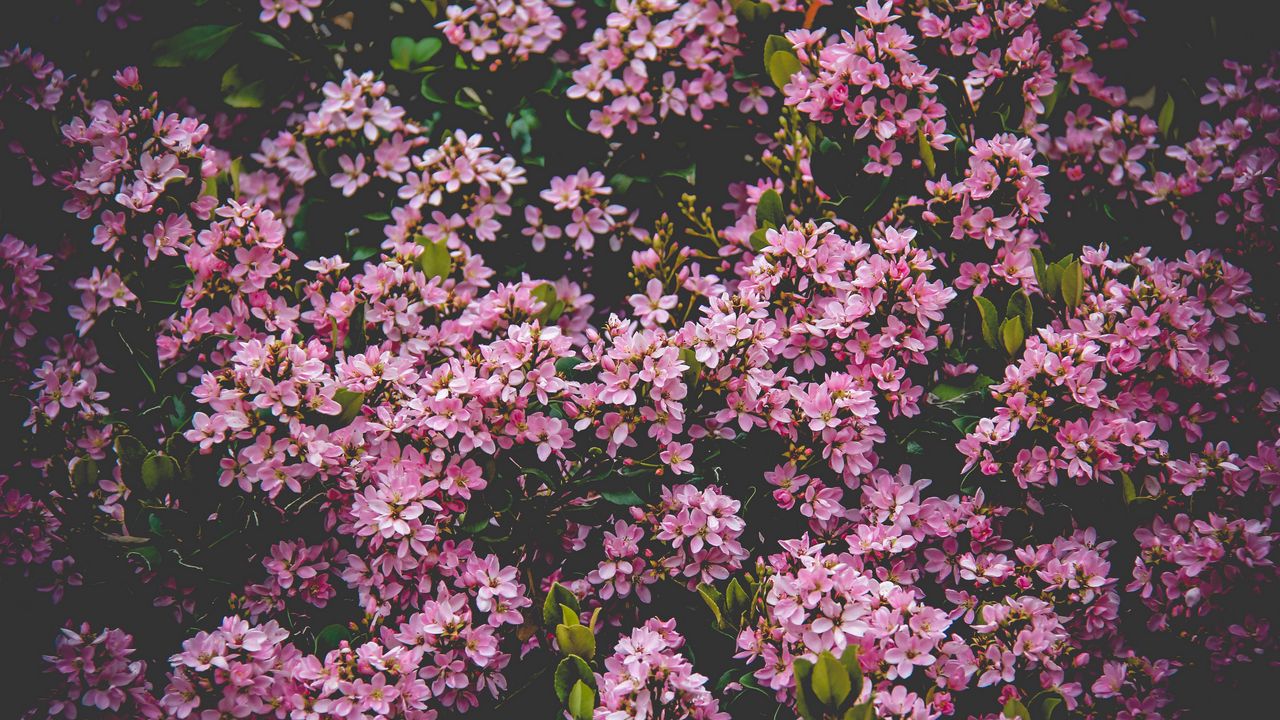 Wallpaper flowers, bush, blossom