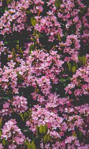 Preview wallpaper flowers, bush, blossom