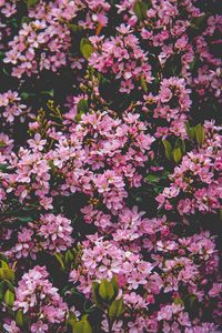 Preview wallpaper flowers, bush, blossom