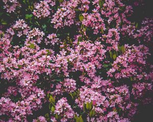 Preview wallpaper flowers, bush, blossom