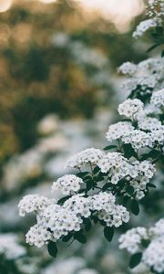 Preview wallpaper flowers, bush, branch, bloom, spring