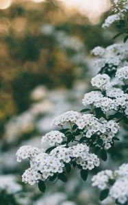 Preview wallpaper flowers, bush, branch, bloom, spring