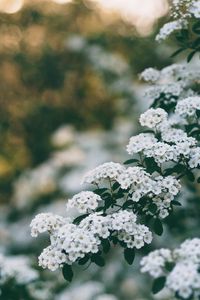 Preview wallpaper flowers, bush, branch, bloom, spring