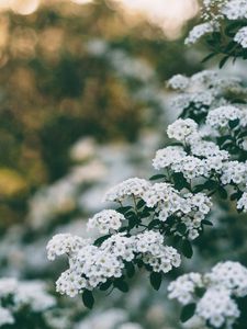 Preview wallpaper flowers, bush, branch, bloom, spring