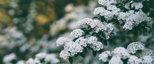 Preview wallpaper flowers, bush, branch, bloom, spring
