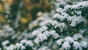 Preview wallpaper flowers, bush, branch, bloom, spring