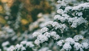 Preview wallpaper flowers, bush, branch, bloom, spring