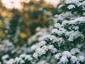 Preview wallpaper flowers, bush, branch, bloom, spring