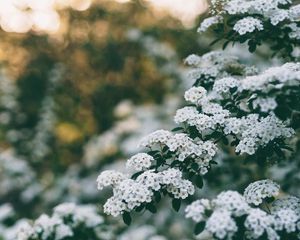 Preview wallpaper flowers, bush, branch, bloom, spring