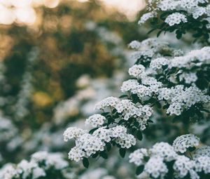 Preview wallpaper flowers, bush, branch, bloom, spring