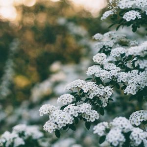 Preview wallpaper flowers, bush, branch, bloom, spring