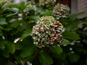 Preview wallpaper flowers, bush, branch