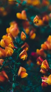 Preview wallpaper flowers, bush, branches, buds