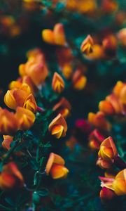 Preview wallpaper flowers, bush, branches, buds